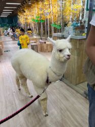-棒恰恰小象动物公园