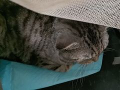 -美联众合动物医院·24h京西诊疗中心