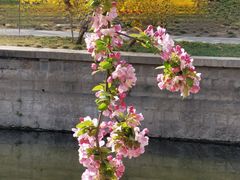 -海棠花溪(元大都城垣遗址公园)