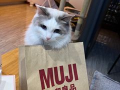 -屋虎猫馆(宝安大仟里店)