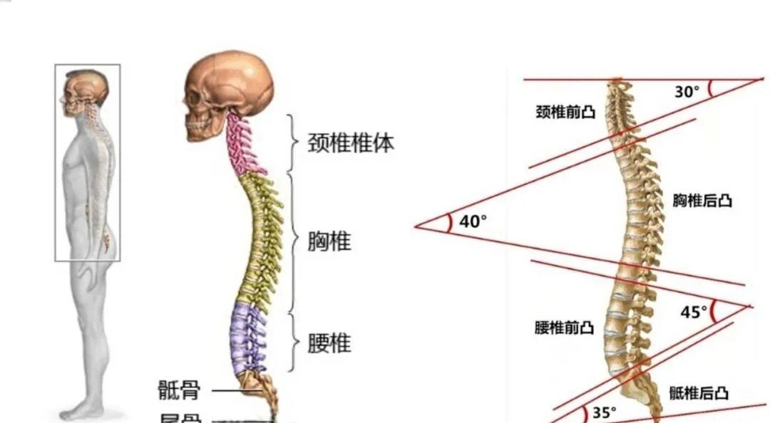 友友们,快来看看脊柱正常曲度的重要性啦!