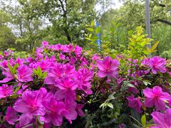 -昆山城市生态森林公园