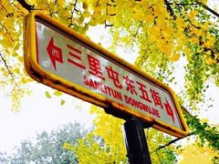 -三里屯东五街银杏大道