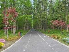 -东平国家森林公园