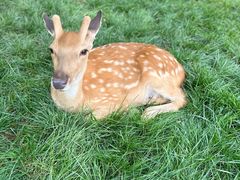 -北京鹿世界主题园