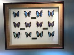 -上海昆虫博物馆