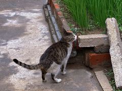 -莱阳濯村樱花园