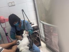 -利又安动物医院··老年病·猫科犬科·中兽医