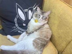 -白兔子密室(长寿路店)