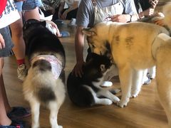 -Husky Go! 哈士奇体验馆·宠物咖啡厅狗咖