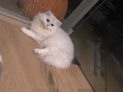 -张钰强中医正骨推拿连锁(唐家人才公寓店)