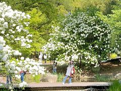 -上海共青森林公园