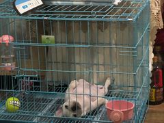 -翊宠yipet猫狗购宠庄园犬舍•猫舍