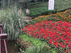-重庆彩云湖湿地公园