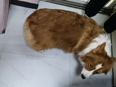 -我爱猫咪·猫咖·狗咖·安哥拉兔·羊驼咖(小寨华旗店)