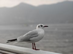 -海埂大坝