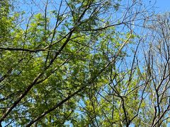 -上海佘山国家森林公园天马山园