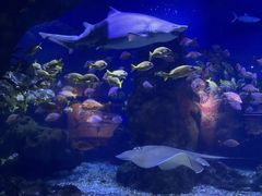 -海合安武汉极地海洋公园