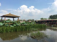 -同銮特种养殖场·龙虾垂钓