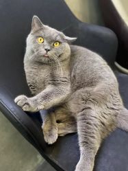 -飛凡TATTOO纹身•原创