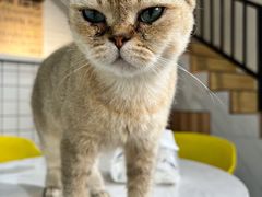 -猫房·猫吧·猫咖(龙湖时代汇店)