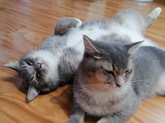 -MOCHA明星猫咖(田子坊店)