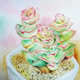 从养多肉到画多肉，生活越来越有趣啦[胜利]