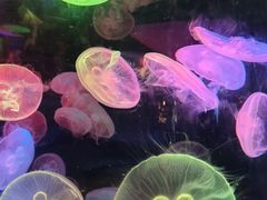 -太平洋海底世界