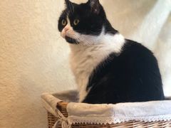 -猫友咖啡店(玉林西路店)