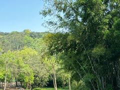 -南宁良凤江国家森林公园