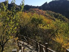 -大岭沟猕猴桃谷风景区