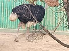 -西霞口神雕山野生动物世界