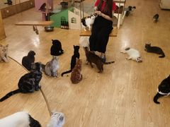 -萌喵咖啡屋(人民东路4号口M16商铺店)