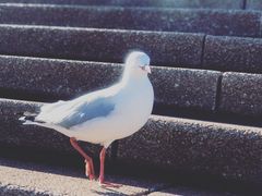 -悉尼歌剧院