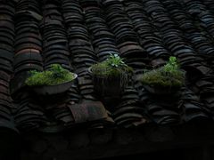 -杨家堂村