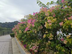 -羚羊峡古栈道森林公园