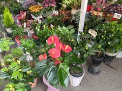 -哈尔滨道外花鸟鱼市场