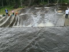 -五营红松林海景区