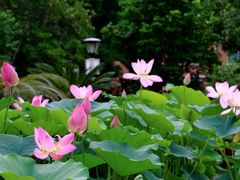 -国家植物园南园