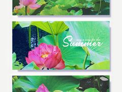 -荷塘月色湿地公园·向阳花洲