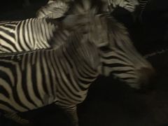 -清迈夜间动物园