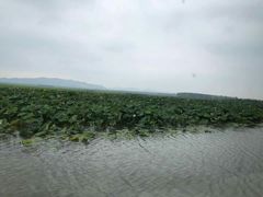 -微山湖红荷湿地景区