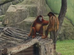 -大连森林动物园