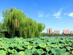 -济南大明湖景区