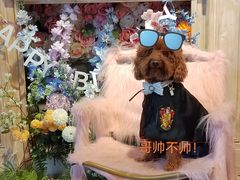 -百好乐宠物友好餐厅(朝外大街店)