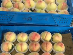 -老袁家蜜桃农场·阳山水蜜桃