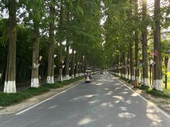 -黄海国家森林公园