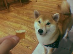 -柴务处·柴犬主题狗咖