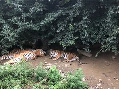 -栾川竹海野生动物园