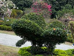 -东莞植物园